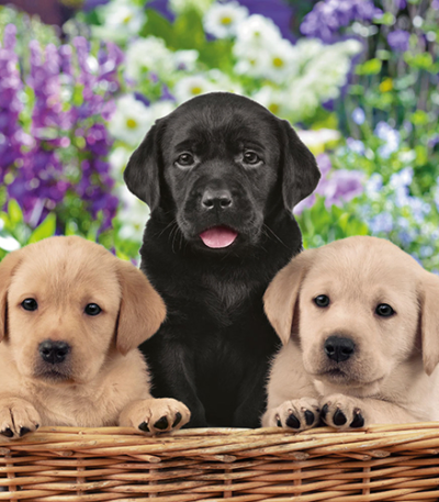 Product foto van Servetten 3-laags 33x33 cm "Dog School" set van 20